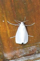 Tipanaea patulella