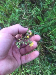Hypericum gymnanthum