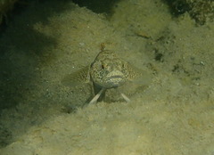 Gobiomorphus breviceps