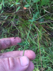 Hypericum gymnanthum