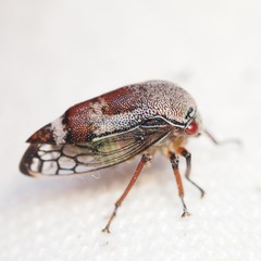 Xantholobus nigrocinctus
