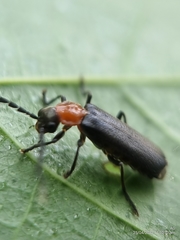 Mimopolemius