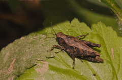 Tettigidea