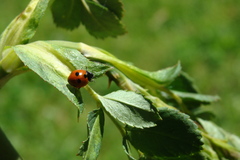 Coccinella quinquepunctata