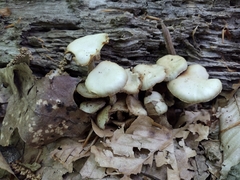 Kuehneromyces marginellus