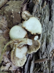 Kuehneromyces marginellus