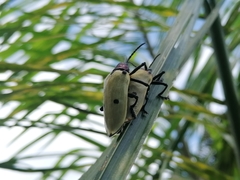 Alurnus humeralis