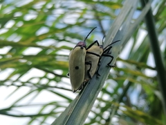 Alurnus humeralis