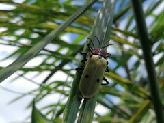 Alurnus humeralis