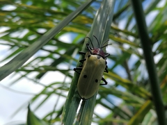 Alurnus humeralis