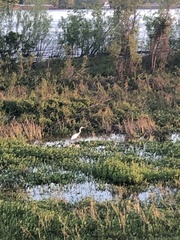 Ardea alba