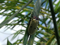 Alurnus humeralis