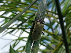Alurnus humeralis