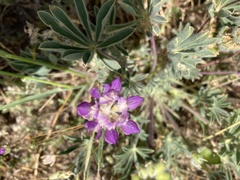 Lupinus microcarpus microcarpus