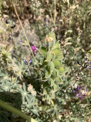 Lupinus microcarpus microcarpus