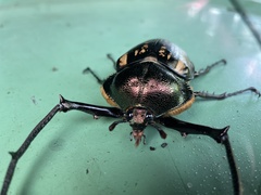 Cheirotonus peracanus