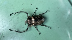 Cheirotonus peracanus