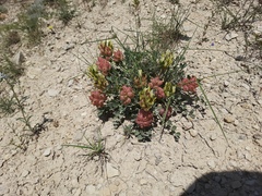 Astragalus calycinus