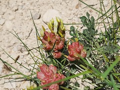 Astragalus calycinus