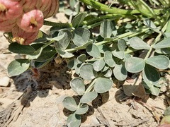Astragalus calycinus