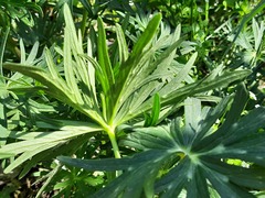 Delphinium macropogon