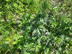 Delphinium macropogon