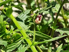 Scrophularia rupestris