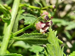 Scrophularia rupestris