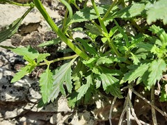 Scrophularia rupestris