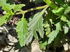 Scrophularia rupestris