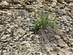 Scrophularia rupestris