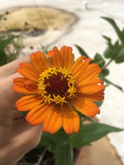 Zinnia elegans