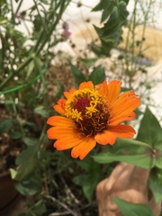 Zinnia elegans