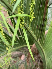 Dioscorea hastifolia