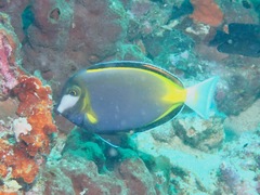 Acanthurus japonicus