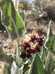 Asclepias californica californica