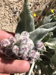 Asclepias californica californica