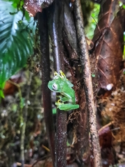 Nymphargus posadae