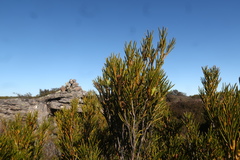 Orites acicularis
