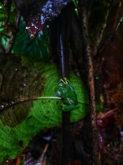 Nymphargus posadae