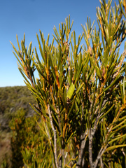 Orites acicularis