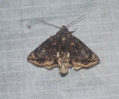 Aedia lobata