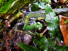 Nymphargus posadae