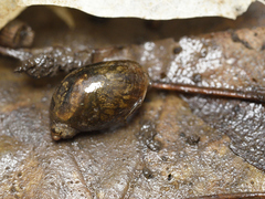 Succineoidea