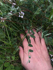 Astragalus robbinsii