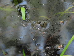 Lithobates virgatipes