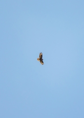 Buteo buteo