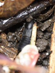 Dinothenarus badipes