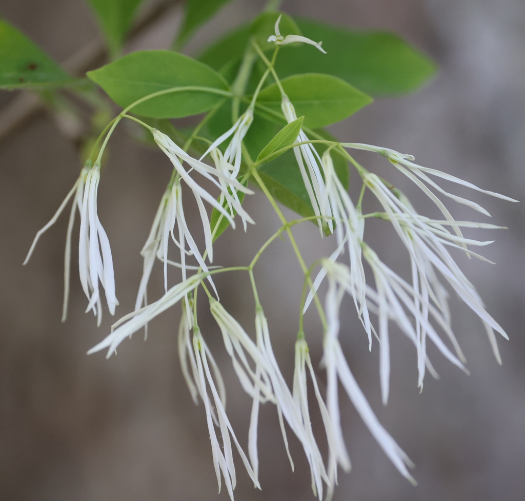 Chionanthus virginicus, Henrico County, VA, USA