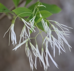 Chionanthus virginicus